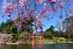 Japanese Garden in the Brooklyn Botanic Garden, New York City, U.S.A. photo