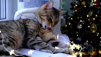 The cat is lying on the windowsill in the fairy lights of the garland. Christmas, New Year. Cat close-up video