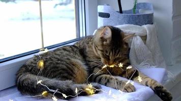 el gato está royendo los cables de la guirnalda led. vandalismo de una mascota, sabotaje, daño a la decoración. peligro para el animal, descarga eléctrica. navidad, año nuevo. video