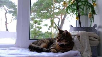 The cat is lying on the windowsill in the fairy lights of the garland. Christmas, New Year. Cat close-up video