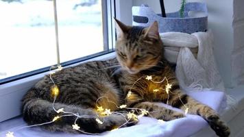 el gato está royendo los cables de la guirnalda led. vandalismo de una mascota, sabotaje, daño a la decoración. peligro para el animal, descarga eléctrica. navidad, año nuevo. video