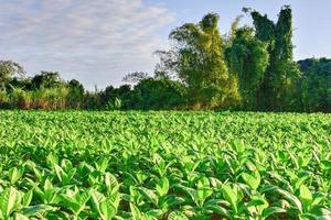 Tobacco field in the Vinales valley, north of Cuba. photo