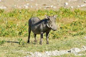 Warthog - Etosha, Namibia photo