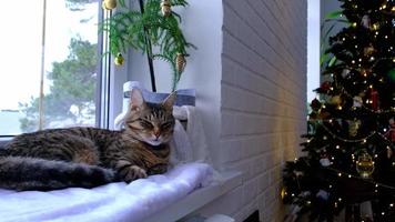 o gato está deitado no peitoril da janela nas luzes de fada da guirlanda. natal, ano novo. close-up de gato video