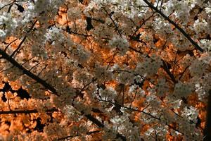 Trees blossoming at night in Hunter's Point South Park, New York City. photo