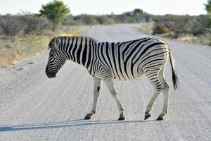 cebra - etosha, namibia foto