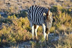 cebra - etosha, namibia foto