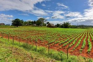 campo de tabaco en el valle de viñales, al norte de cuba. foto