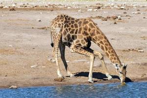 Giraffe - Etosha, Namibia photo