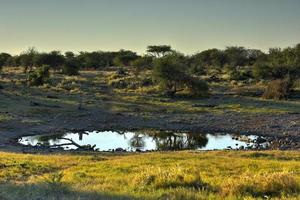 Watering Hole - Etosha, Namibia photo