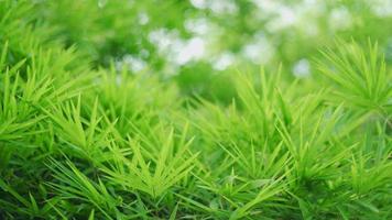 naturel pour le concept d'ozone. le bambou se déplaçait dans le vent et la lumière du soleil brillait sur les feuilles. les plantes de bambou ajoutent de l'humidité à l'air et aident à réduire le réchauffement climatique. video