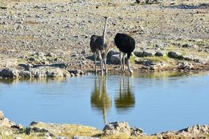 avestruz - etosha, namibia foto