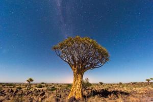 Quiver Tree Forest - Nambia photo