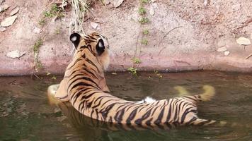 tigre vive en la naturaleza. video