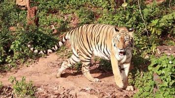 tigre vive na natureza. video