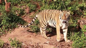 le tigre vit dans la nature video