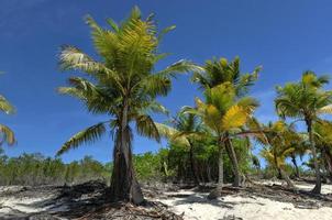 playa a lo largo de isla catalina, república dominicana foto