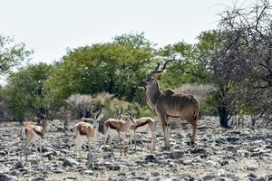 Springbok in Etosha National Park photo
