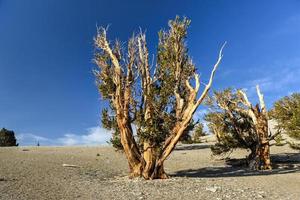 Ancient Bristlecone Pine Forest photo