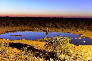 abrevadero - etosha, namibia foto