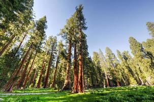 parque nacional sequoia foto