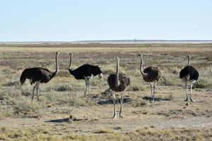 avestruz - etosha, namibia foto