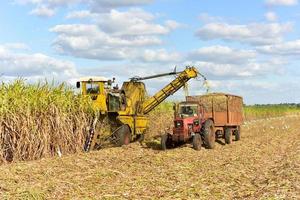 campos de caña de azúcar en proceso de cosecha en guayabales, cuba. foto