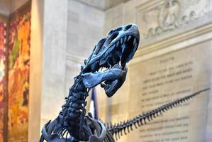 New York City - January 31, 2016 -  Allosaurus in the entrance hall of the American Museum of Natural History in Manhattan. photo