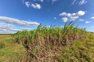 campos de caña de azúcar en una plantación en guayabales, cuba. foto