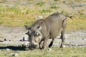 Warthog - Etosha, Namibia photo