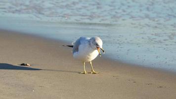 Hungry Seagull on the Beach photo