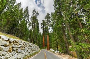 secuoyas gigantes en mariposa grove, parque nacional de yosemite, california, estados unidos foto