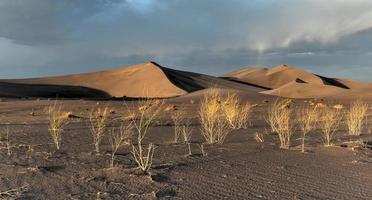 Sand Dunes along the Amargosa Desert at sunset photo