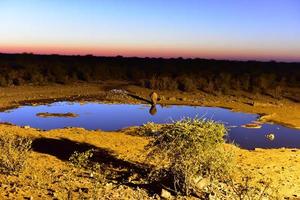 abrevadero - etosha, namibia foto