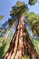 secoyas en mariposa grove, parque nacional de yosemite foto