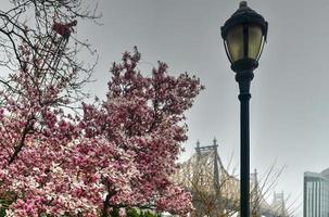 sutton place park north en la primavera mientras los árboles florecen con vistas al puente de queensboro en la ciudad de nueva york. foto
