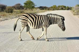 cebra - etosha, namibia foto