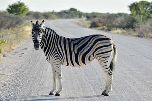 Zebra - Etosha, Namibia photo