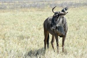 ñus en el parque nacional de etosha foto