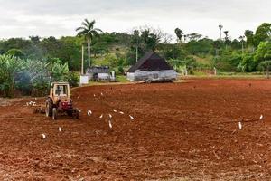 tractor arando un campo de tabaco en viñales, cuba. foto