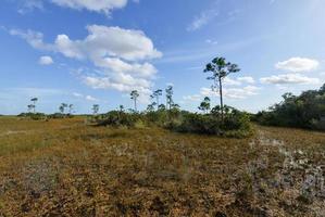 Scenic landscape Florida Everglades photo