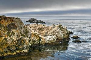 Bird Island in Point Lobos in Big Sur, California, USA. photo