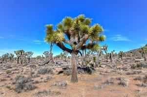 hermoso paisaje en el parque nacional joshua tree en california. foto