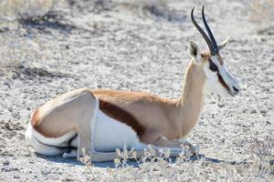 gacela en el parque nacional de etosha foto