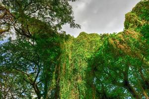 parque almendares en el gran parque metropolitano, también conocido como el bosque de la habana en cuba. foto