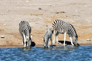 Zebras - Etosha, Namibia photo