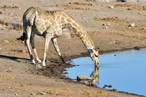 Giraffe - Etosha, Namibia photo