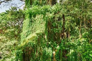 Almendares Park in the Great Metropolitan Park, also known as the forest of Havana in Cuba. photo