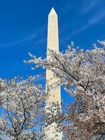 Washington Monument surrounded by blooming cherry blossoms during springtime in Washington, DC. photo