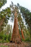 Sequoia Tree from General Grant Grove, a section of Kings Canyon National Park photo